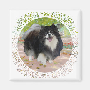 Pomeranian in Shady Promenade Magnet