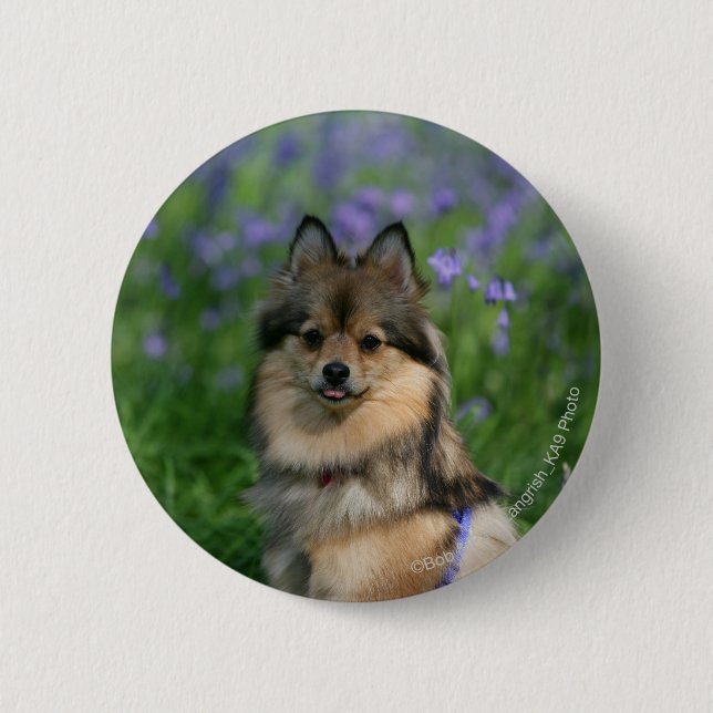 Pomeranian in the Grass 6 Cm Round Badge (Front)