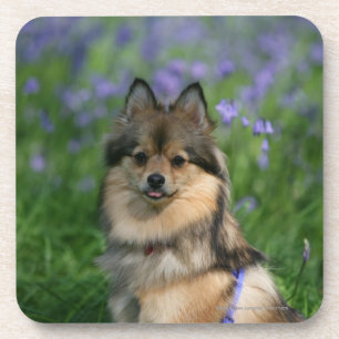 Pomeranian in the Grass Coaster