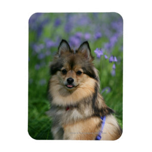 Pomeranian in the Grass Magnet