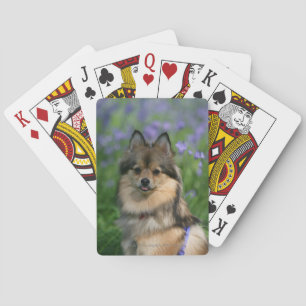 Pomeranian in the Grass Playing Cards