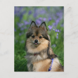 Pomeranian in the Grass Postcard