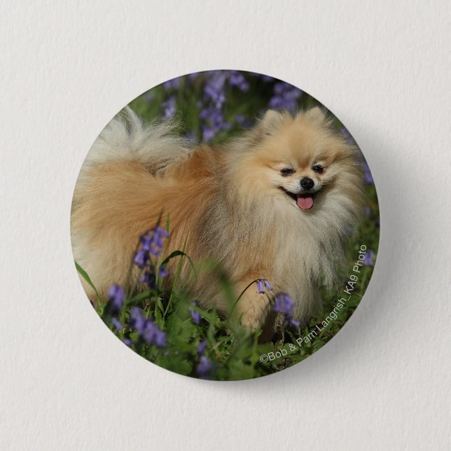 Pomeranian Looking at Camera in the Bluebells 6 Cm Round Badge (Front)