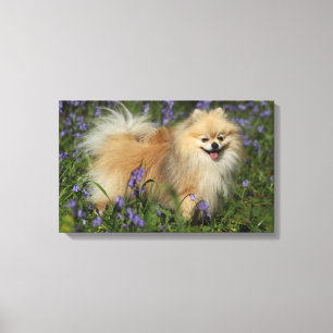 Pomeranian Looking at Camera in the Bluebells Canvas Print