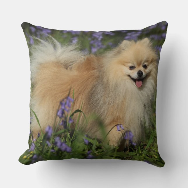 Pomeranian Looking at Camera in the Bluebells Cushion (Front)