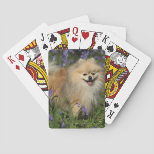 Pomeranian Looking at Camera in the Bluebells Playing Cards