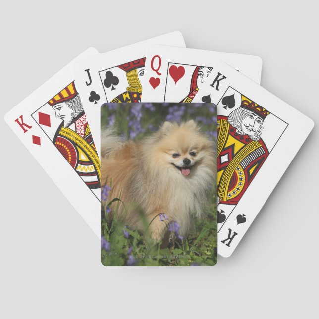 Pomeranian Looking at Camera in the Bluebells Playing Cards (Back)