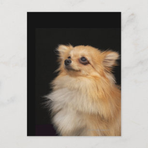 Pomeranian looking up on black postcard