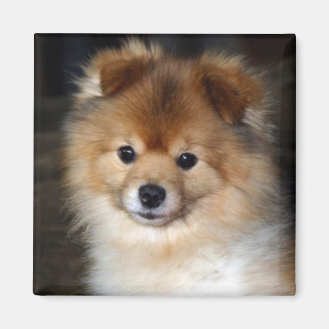 Pomeranian Magnet - "Baby" (Front)