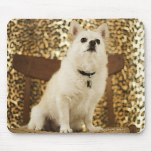 Pomeranian mix mouse pad