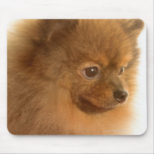Pomeranian Mouse Pad