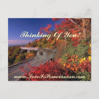 Pomeranian Named Zeus Colourful Autumn Scene Postcard