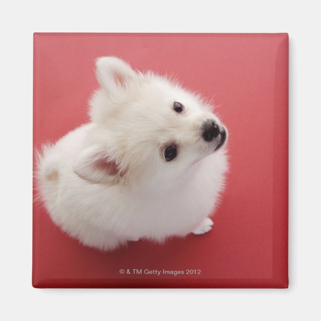 Pomeranian on the Red Carpet Magnet (Front)