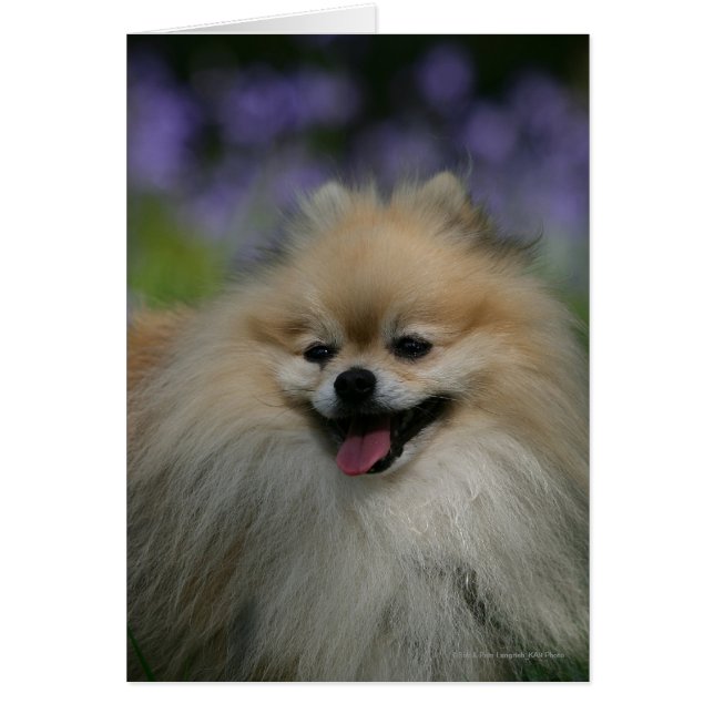 Pomeranian Panting (Front)