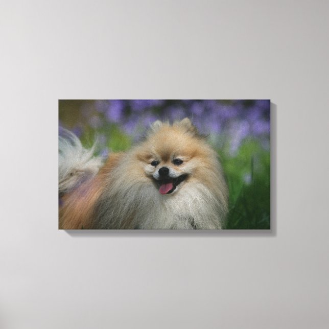 Pomeranian Panting Canvas Print (Front)