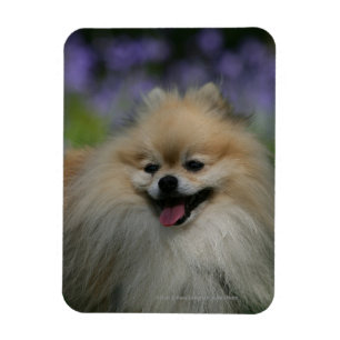 Pomeranian Panting Magnet