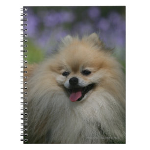 Pomeranian Panting Notebook
