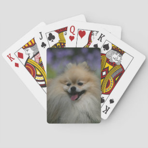 Pomeranian Panting Playing Cards