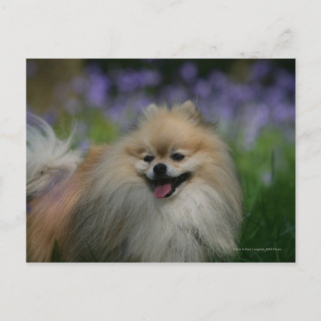 Pomeranian Panting Postcard (Front)
