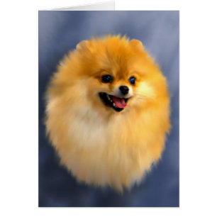 Pomeranian Portrait Card