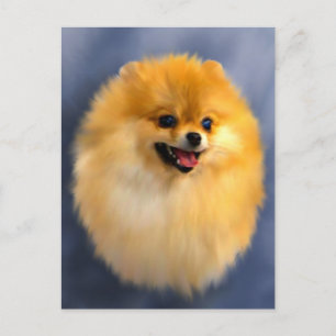 Pomeranian Portrait Postcard