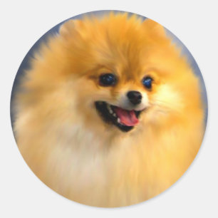 Pomeranian Portrait Stickers