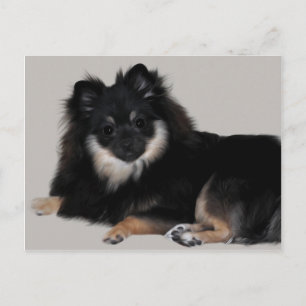 Pomeranian Postcard
