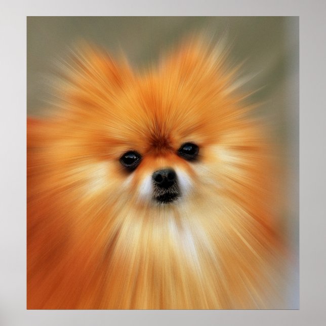Pomeranian Poster (Front)