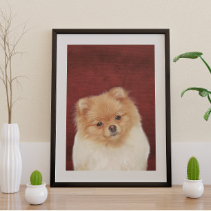 Pomeranian Poster