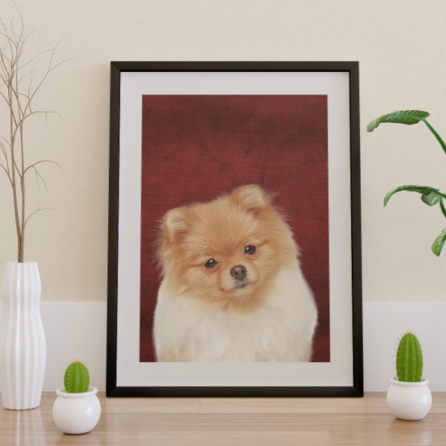 Pomeranian Poster (Creator Uploaded)