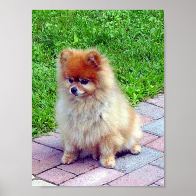 Pomeranian Print or Poster (Front)