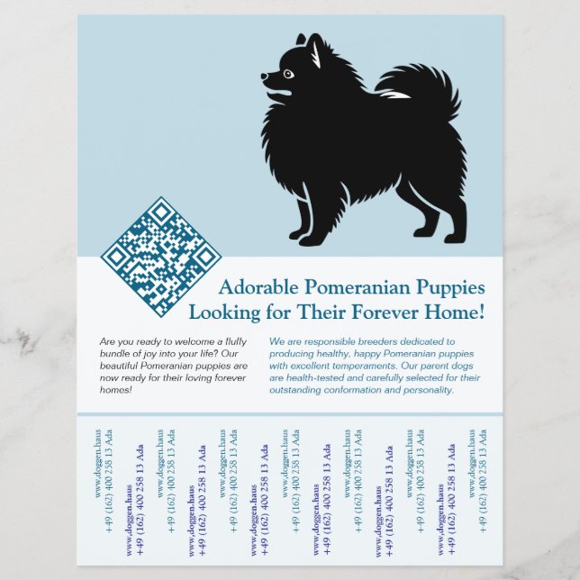 Pomeranian Puppies Available Now blue Flyer (Front)