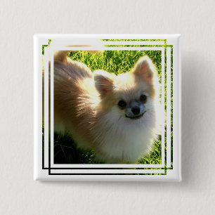 Pomeranian Puppies Pin