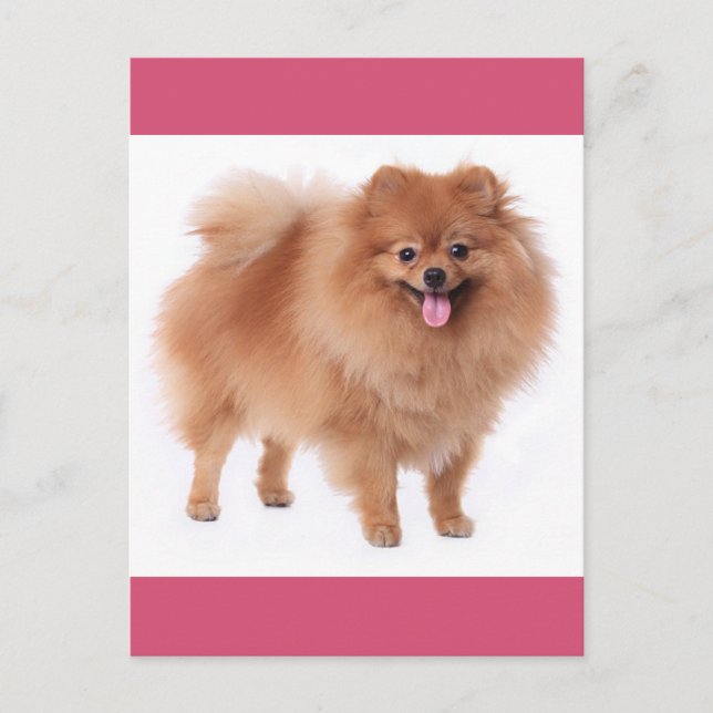 Pomeranian Puppy Dog Blank Post Card (Front)