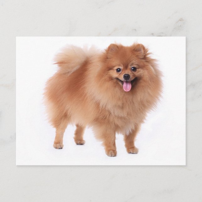 Pomeranian Puppy Dog Blank Post Card (Front)