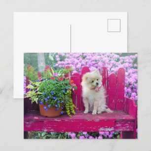 Pomeranian Puppy Dog Cottage Garden Scene Postcard