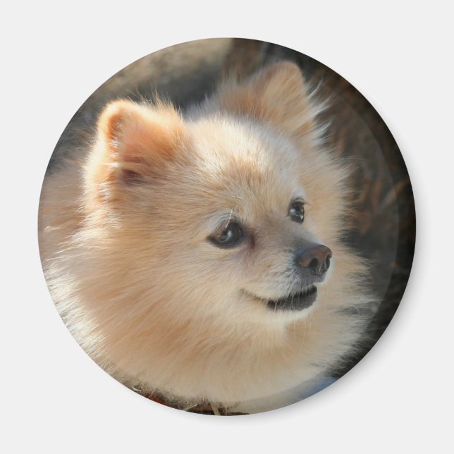 Pomeranian round magnet (Front)