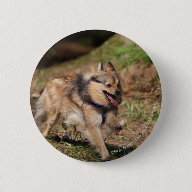 Pomeranian Running with Harness on 6 Cm Round Badge (Front)
