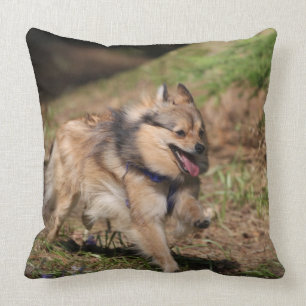 Pomeranian Running with Harness on Cushion