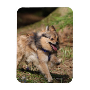 Pomeranian Running with Harness on Magnet