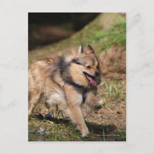 Pomeranian Running with Harness on Postcard
