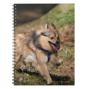 Pomeranian Running with Harness on Spiral Notebook