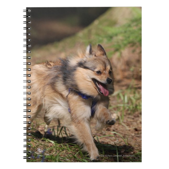 Pomeranian Running with Harness on Spiral Notebook (Front)