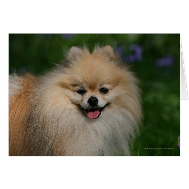 Pomeranian Smiling (Front Horizontal)