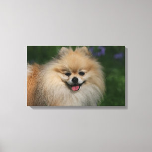 Pomeranian Smiling Canvas Print