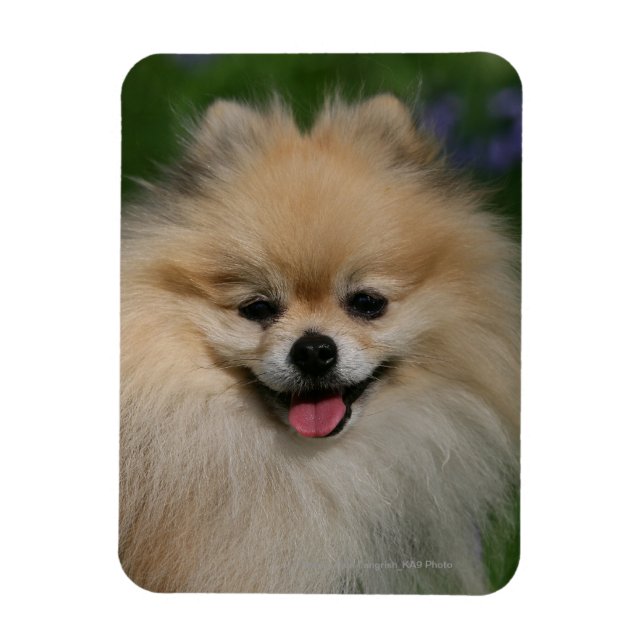 Pomeranian Smiling Magnet (Vertical)