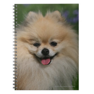 Pomeranian Smiling Notebook