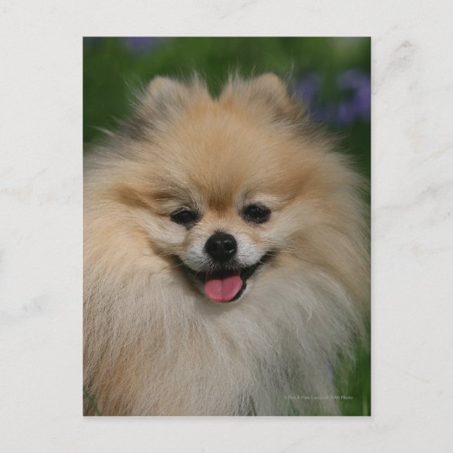 Pomeranian Smiling Postcard (Front)
