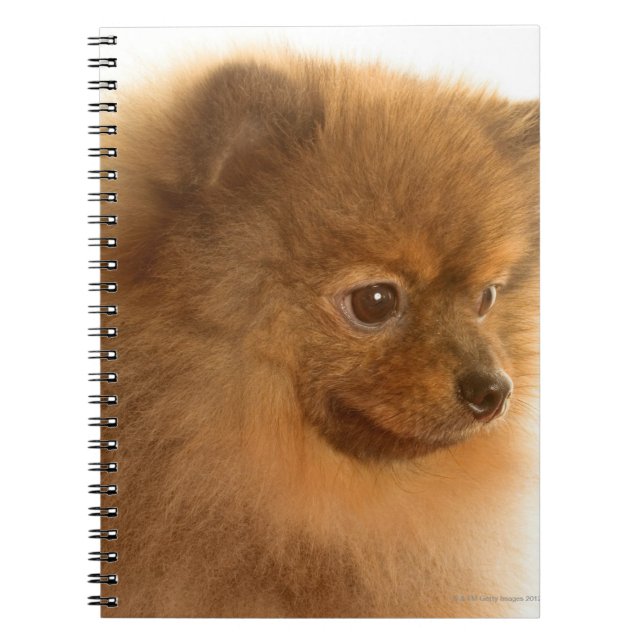 Pomeranian Spiral Notebook (Front)