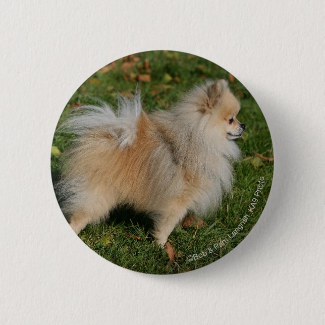 Pomeranian Standing 6 Cm Round Badge (Front)